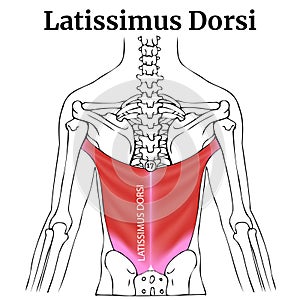 Human anatomy, torso. Latissimus dorsi muscle