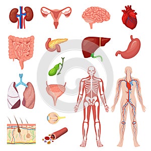 Human anatomy vector illustration set, cartoon flat anatomical medical infographic collection of internal body organs