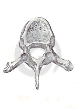Human anatomy - vertebra photo