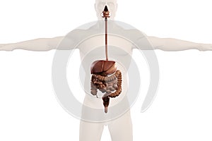 Human anatomy xray view of digestive system, on plain white background.