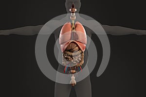 Human anatomy xray view of intestines, dark backg