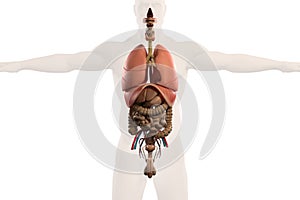Human anatomy xray view of intestines, on plain whit