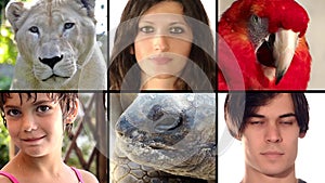 Human and animal faces close ups montage