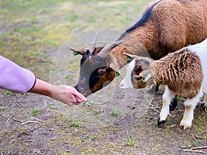 Hombre  los animales conexión cabras mascotas los animales 