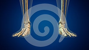 Human ankle joint medical background