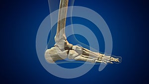 Human ankle joint medical background