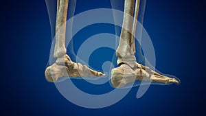 Human ankle joint medical background