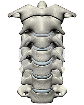 Uomo davanti cervicale colonna vertebrale (collo) 