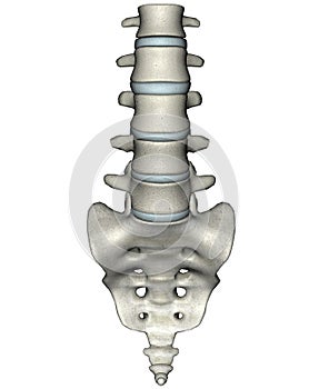 Human anterior lumbosacral spine photo