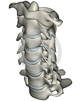 Hombre frente oblicuo columna vertebral (cuello) 