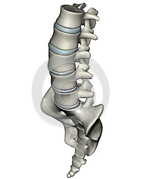 Human anterior oblique lumbosacral spine photo