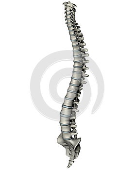 Human anterior oblique spine