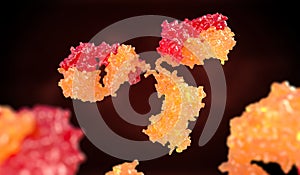 Human antibody immunoglobulin