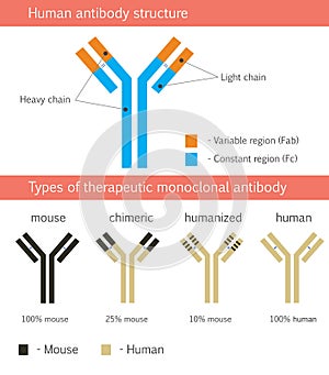 Human antibody structure with therapeutic monoclonal antibodies photo