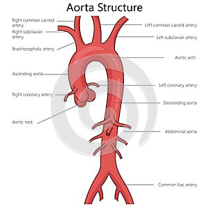 Human aorta structure diagram medical science photo