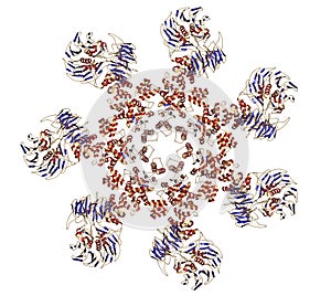 Human apoptosome structure. The apoptosome plays an essential role in apoptosis or programmed cell death and is investigated as a