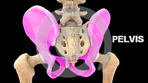 Human Appendicular Skeleton bone Pelvis