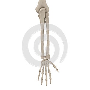 Human Arm Bones on white. 3D illustration