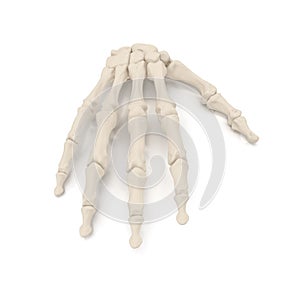 Human Arm Bones on white. 3D illustration