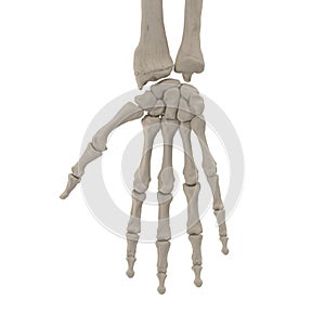 Human Arm Bones on white. 3D illustration photo