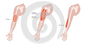 Human arm muscles