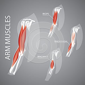 human arm muscles. Vector illustration decorative design