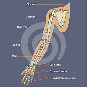 Human Arm Skeletal Anatomy Vector