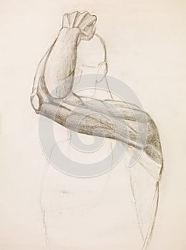 Human arm study, pencil sketch