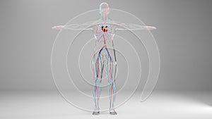 Human arterial and venous circulatory system, Heart with Vains and arteries, blood vessels