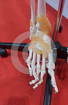 Human  articulated foot bone showing  ligaments  attachment  along with  ankle  joints, tibia and fibula