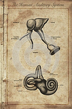 The human auditory system, Parts of the Human Ear