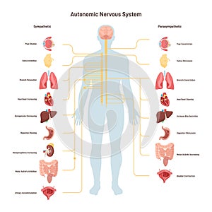 Human autonomic nervous system. Sympathetic and parasympathetic