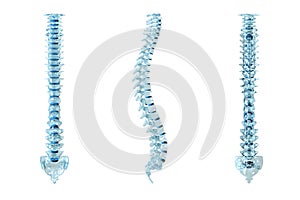 Human backbone photo