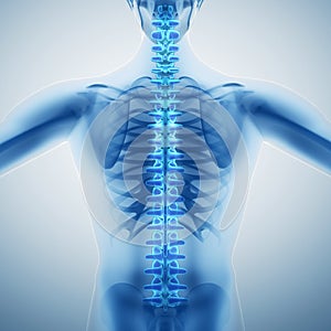 Human backbone photo