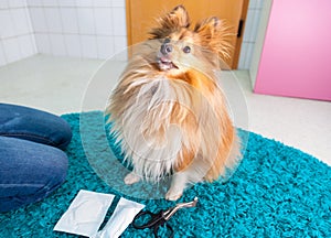 human bandage a shetland sheepdog