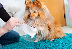 Human bandage a shetland sheepdog