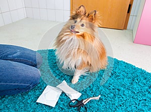 Human bandage a shetland sheepdog