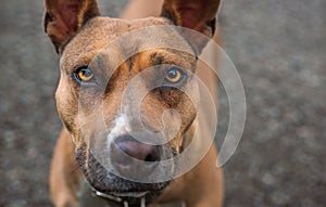 Human best friend. Pitbull dog