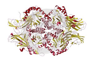 Human beta-glucuronidase molecule photo