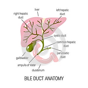 Human bile duct, vector illustration