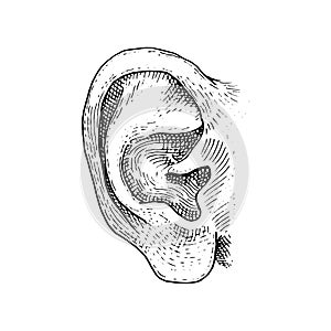 Human biology, organ anatomy illustration. engraved hand drawn in old sketch and vintage style. face detailed ear.