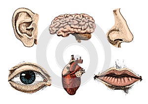 Human biology, organs anatomy illustration. engraved hand drawn in old sketch and vintage style. face detailed kiss or