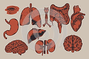 Human biology, organs anatomy illustration. Set of human internal organs: liver, lungs, heart, kidney, brain, eyes, stomach,