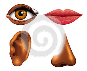 Human biology, sensory organs, anatomy illustration. face detailed kiss or lips, nose and ear, eye or view. set medical