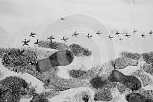 Human and bird footprints in the snow