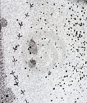 Human and bird footprints in the snow