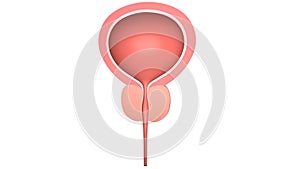 Human bladder with a prostate. Isolated on white. 3D-rendering.
