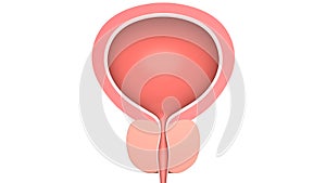 Human bladder with a prostate. Isolated on white. 3D-rendering.