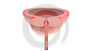Human bladder with a prostate. Isolated on white. 3D-rendering.