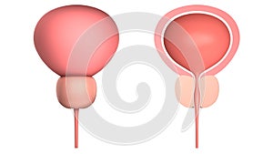 Human bladder with a prostate. Isolated on white. 3D-rendering.